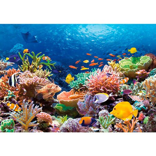 Castorland puslespil - Coral Reef Fishes
